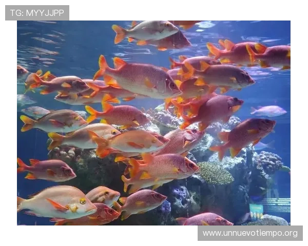 金鲨银鲨：海底深处隐藏的宝藏与海洋生态系统的奇妙奥秘探索